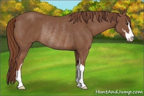 Horse Color:Chestnut Sabino Rabicano