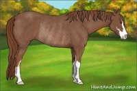 Horse Color:Chestnut Sabino Rabicano 
