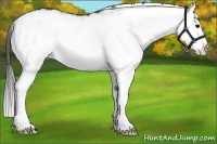Horse Color:White Spotted Grullo Splash Rabicano