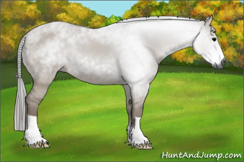 Horse Color:Gray Grullo