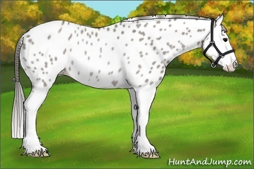 Horse Color:Grullo Roan Splash Near Leopard Rabicano 