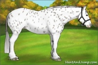 Horse Color:Grullo Roan Splash Near Leopard Rabicano 