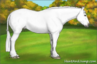 Horse Color:Gray Grullo Frame Rabicano