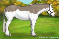 Horse Color:Silver Grullo Splash