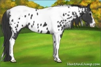 Horse Color:Black Sabino Tobiano Appaloosa 