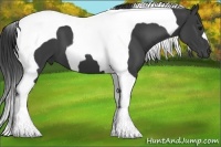 Horse Color:Smoky Black Tobiano 