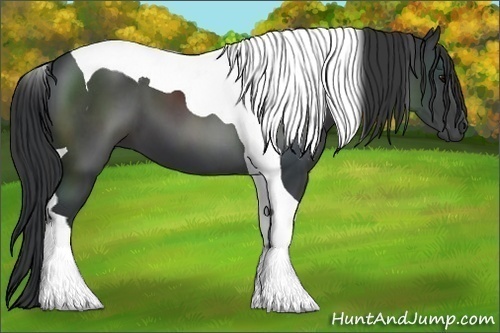 Horse Color:Black Tobiano 