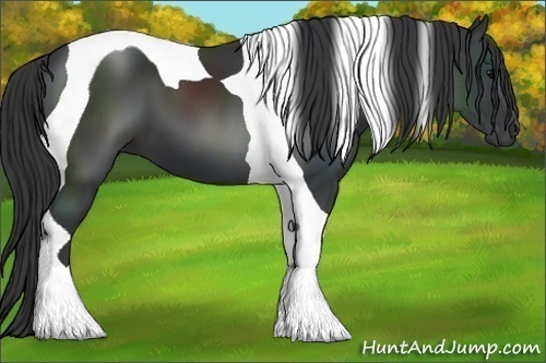 Horse Color:Black Tobiano
