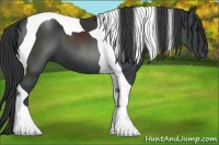 Horse Color:Black Tobiano