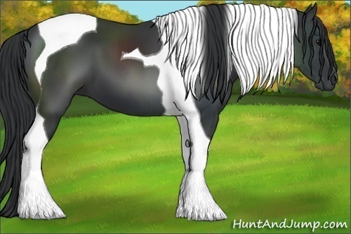 Horse Color:Black Tobiano 