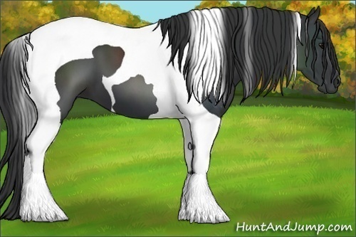 Horse Color:Black Tobiano
