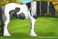 Horse Color:Black Tobiano