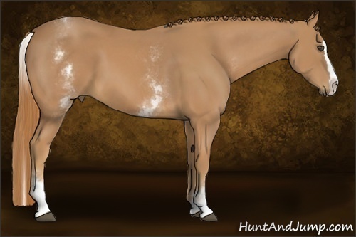 Horse Color:White Spotted Chestnut Splash 