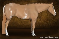 Horse Color:White Spotted Chestnut Splash 