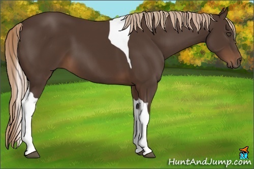 Horse Color:Liver Chestnut Tobiano Frame