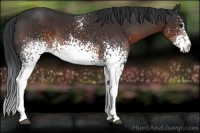 Horse Color:White Spotted Brown