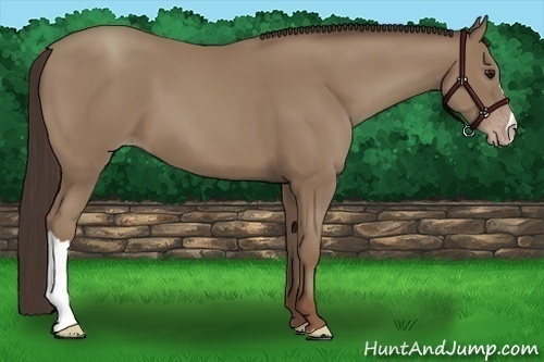 Horse Color:Classic Champagne 