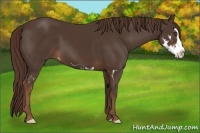 Horse Color:Liver Chestnut Splash Frame