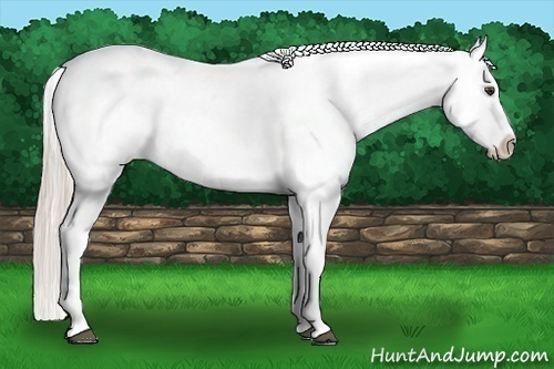 Horse Color:Palomino Tobiano Blanket