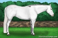 Horse Color:Palomino Tobiano Blanket 