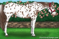 Horse Color:Liver Chestnut Sabino Appaloosa 