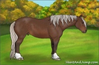 Horse Color:Silver Bay 