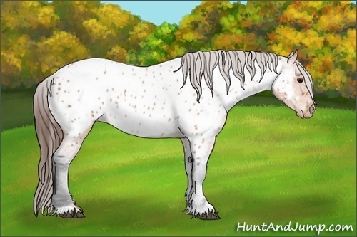 Horse Color:Bay Roan Near Leopard