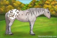 Horse Color:Bay Appaloosa