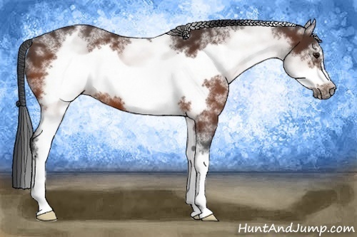 Horse Color:White Spotted Bay Frame 