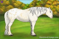 Horse Color:Palomino Appaloosa