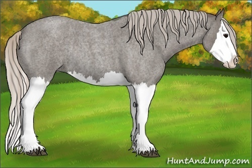 Horse Color:Silver Blue Roan Splash Rabicano 