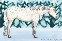 Horse Color:Silver Buckskin Sabino Appaloosa