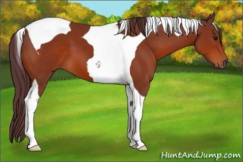 Horse Color:Chocolate Bay Tobiano
