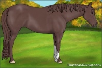 Horse Color:Chocolate Smoky Black 