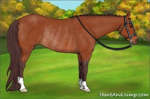 Horse Color:Chocolate Bay Rabicano