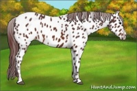 Horse Color:Chocolate Brown Sabino Near Leopard 