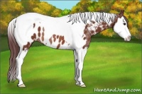 Horse Color:Chocolate Brown Splash Tobiano Near Leopard Rabicano 