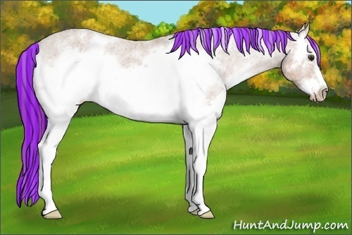 Horse Color:Painted White Spotted Chestnut Frame Appaloosa 