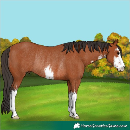 Horse Color:White Spotted Bay Rabicano