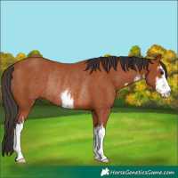 Horse Color:White Spotted Bay Rabicano