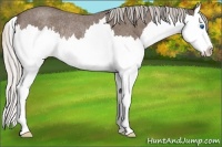 Horse Color:Silver Blue Roan Sabino Splash Rabicano