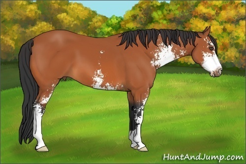Horse Color:Bay Sabino 