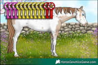 Horse Color:Grullo Pearl Sabino Frame 