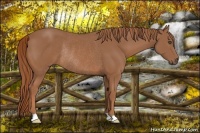 Horse Color:Chestnut Rabicano 