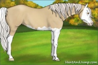 Horse Color:Silver Classic Champagne Dun Splash 