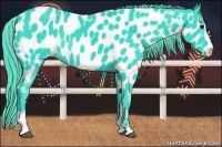 Horse Color:Watercolor Black Sabino Near Leopard Rabicano 