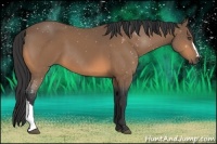 Horse Color:Buckskin 