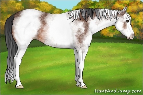Horse Color:White Spotted Bay Roan Splash 