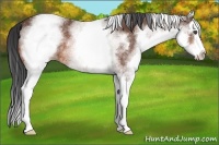 Horse Color:White Spotted Bay Roan Splash