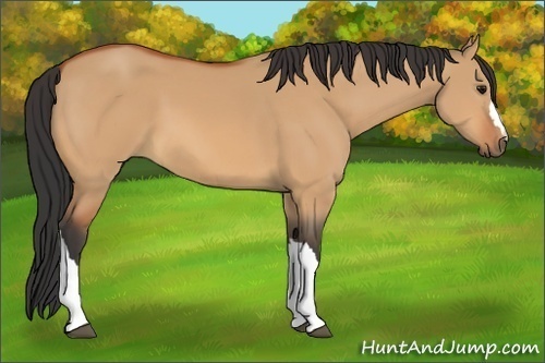 Horse Color:Unknown 